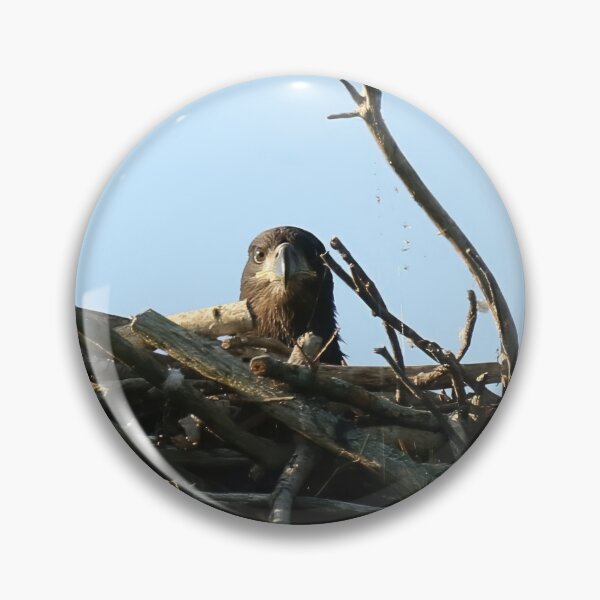 Item preview, Baby eagle in nest designed and sold by locustgirl.