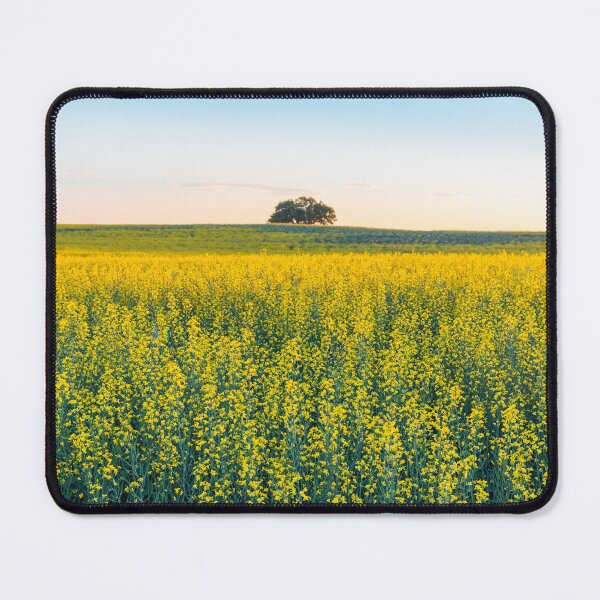 Item preview, Field of Blooming Canola at Sunset in Alberta designed and sold by Amy Mitchell.