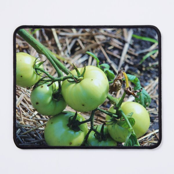 Item preview, Green Tomato Vine designed and sold by Cynthia48.