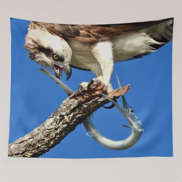 Item preview, Osprey with log tom fish for breakfast designed and sold by Mark Grimsley.