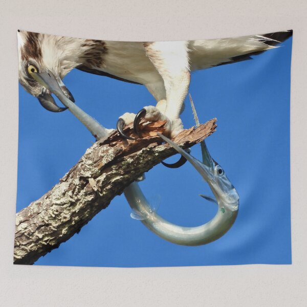 Item preview, Osprey with log tom fish for breakfast time  designed and sold by Mark Grimsley.