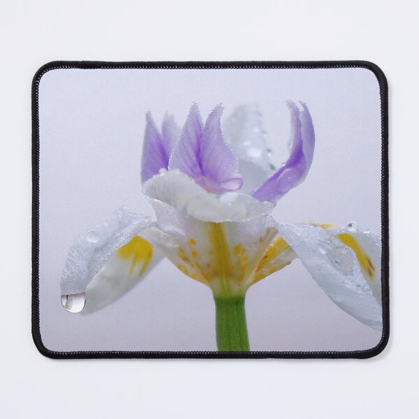 Item preview, Morning Iris designed and sold by Penny Kittel.