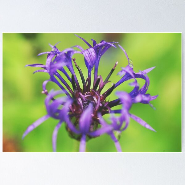 Item preview, Round-headed rampion blooming designed and sold by riku05830.