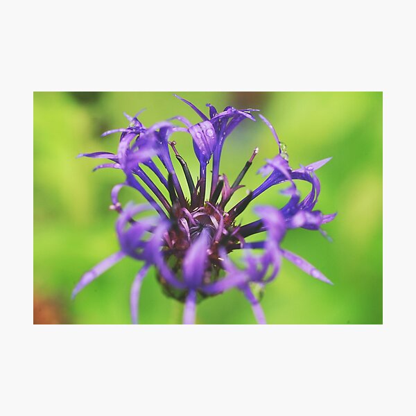 Item preview, Round-headed rampion blooming designed and sold by riku05830.