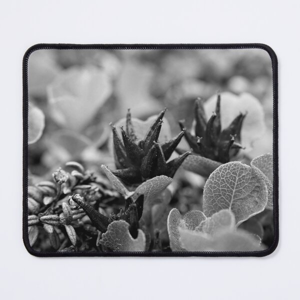 Item preview, The shortest tree. Dwarf Willow bw designed and sold by Jouko Lehto Photography.