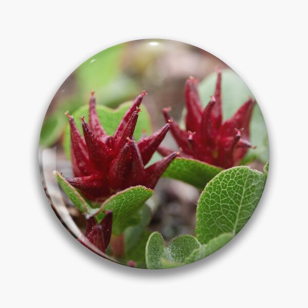 Item preview, The shortest tree. Dwarf  Willow designed and sold by Jouko Lehto Photography.