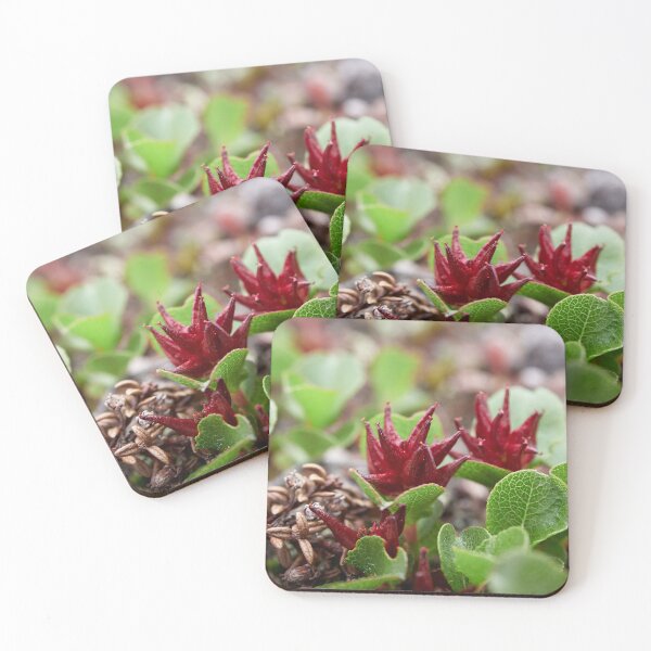 Item preview, The shortest tree. Dwarf  Willow designed and sold by Jouko Lehto Photography.