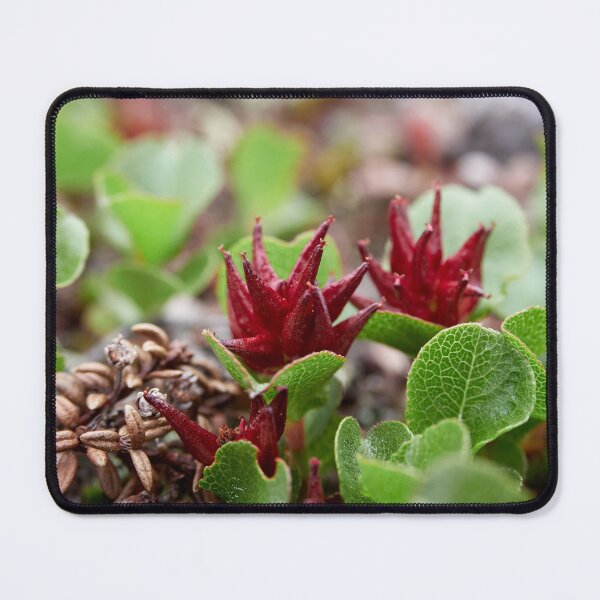 Item preview, The shortest tree. Dwarf Willow designed and sold by Jouko Lehto Photography.