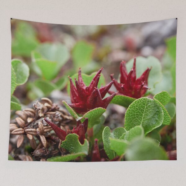 Item preview, The shortest tree. Dwarf  Willow designed and sold by Jouko Lehto Photography.