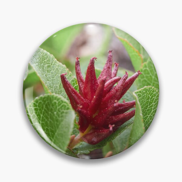 Item preview, Proud to be small. Dwarf  Willow designed and sold by Jouko Lehto Photography.