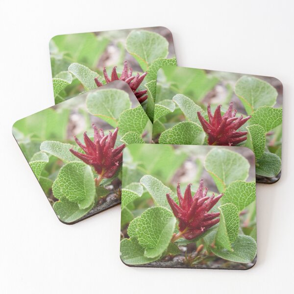 Item preview, Proud to be small. Dwarf  Willow designed and sold by Jouko Lehto Photography.