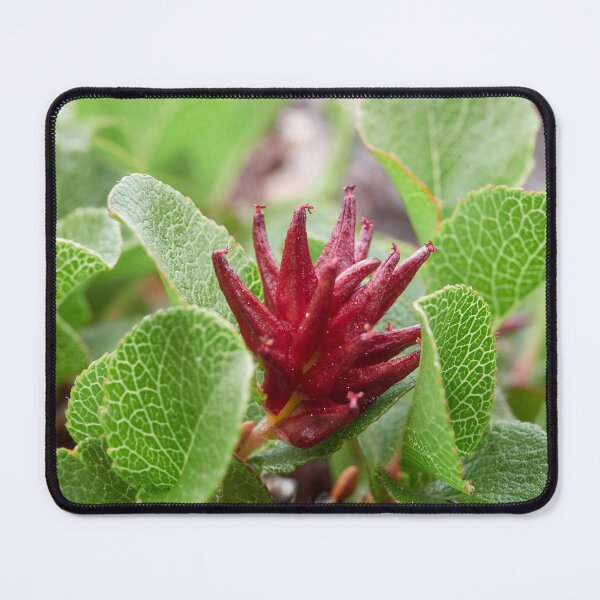 Item preview, Proud to be small. Dwarf  Willow designed and sold by Jouko Lehto Photography.