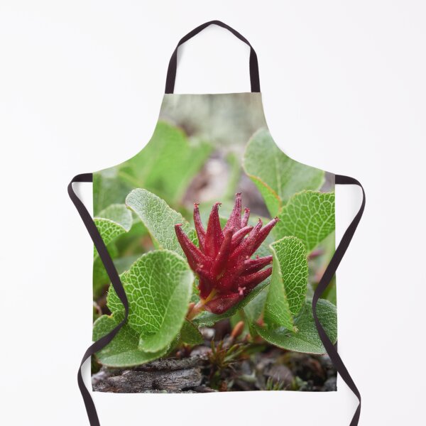 Item preview, Proud to be small. Dwarf  Willow designed and sold by Jouko Lehto Photography.
