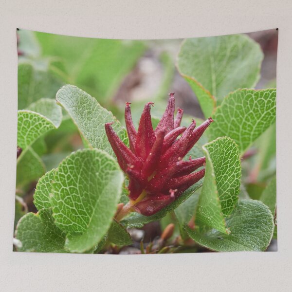 Item preview, Proud to be small. Dwarf  Willow designed and sold by Jouko Lehto Photography.