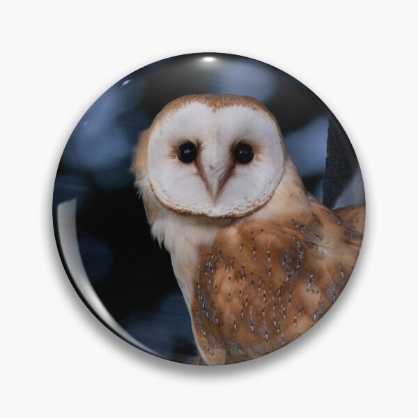 Item preview, Barn Owl perching on its nest box designed and sold by AndrewJonesFoto.