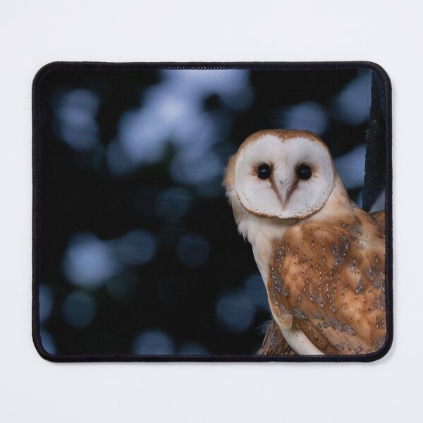 Item preview, Barn Owl perching on its nest box designed and sold by AndrewJonesFoto.
