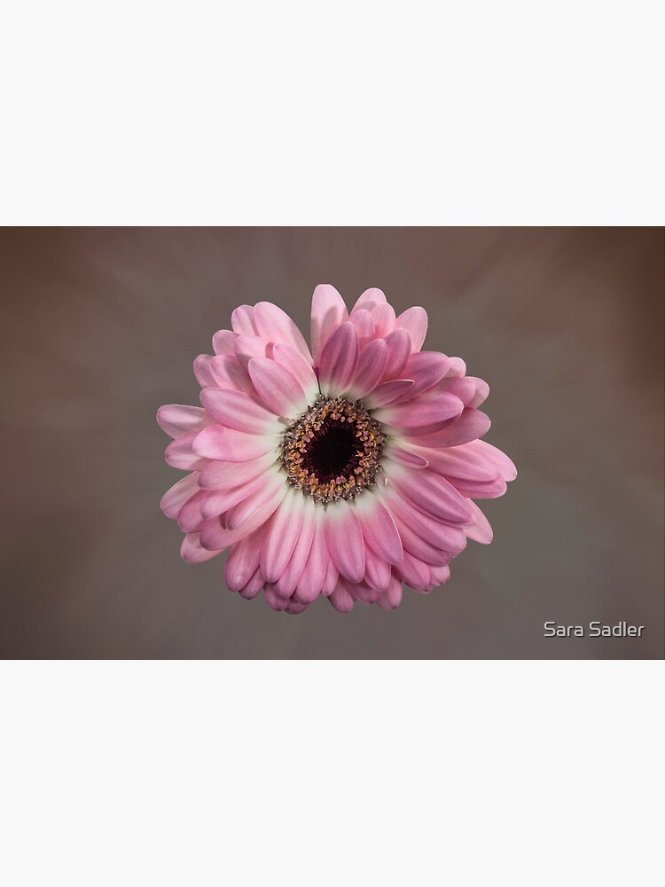 Single pink Gerbera Flower by sadler2121