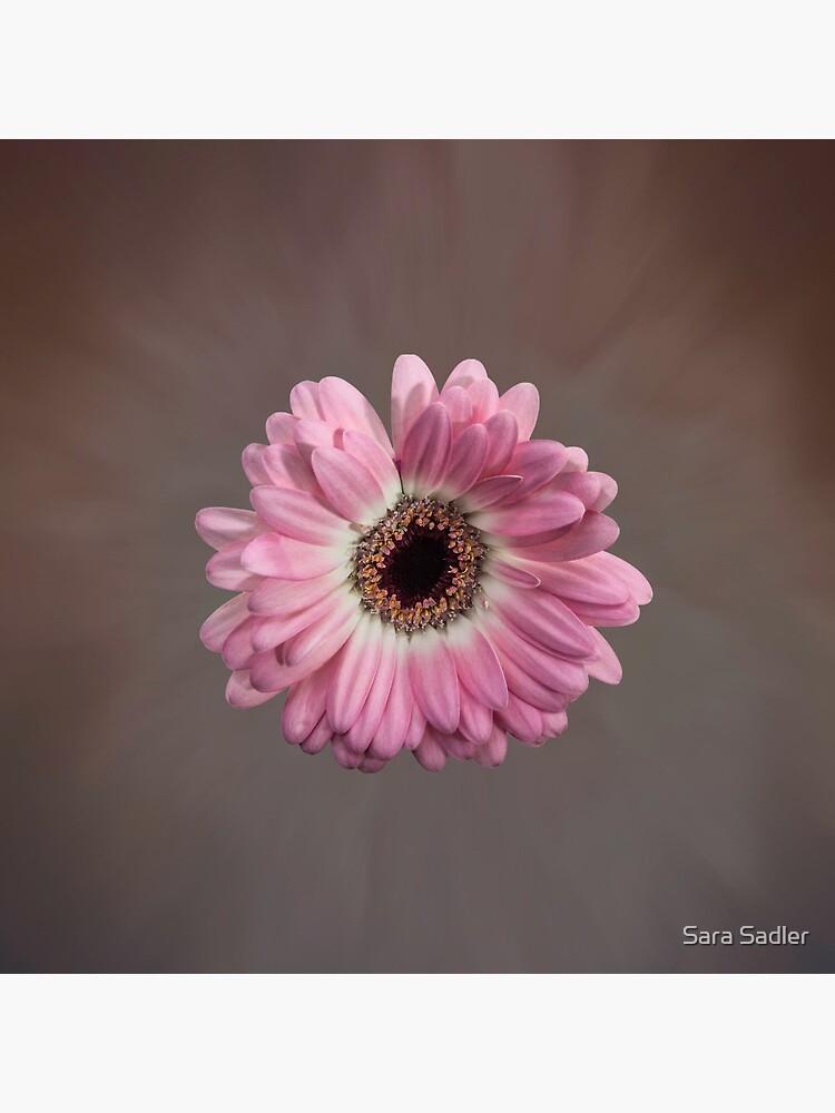 Single pink Gerbera Flower by sadler2121