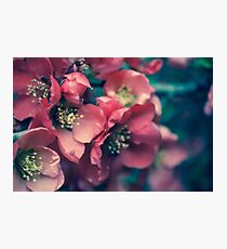 Untitled Photographic Print