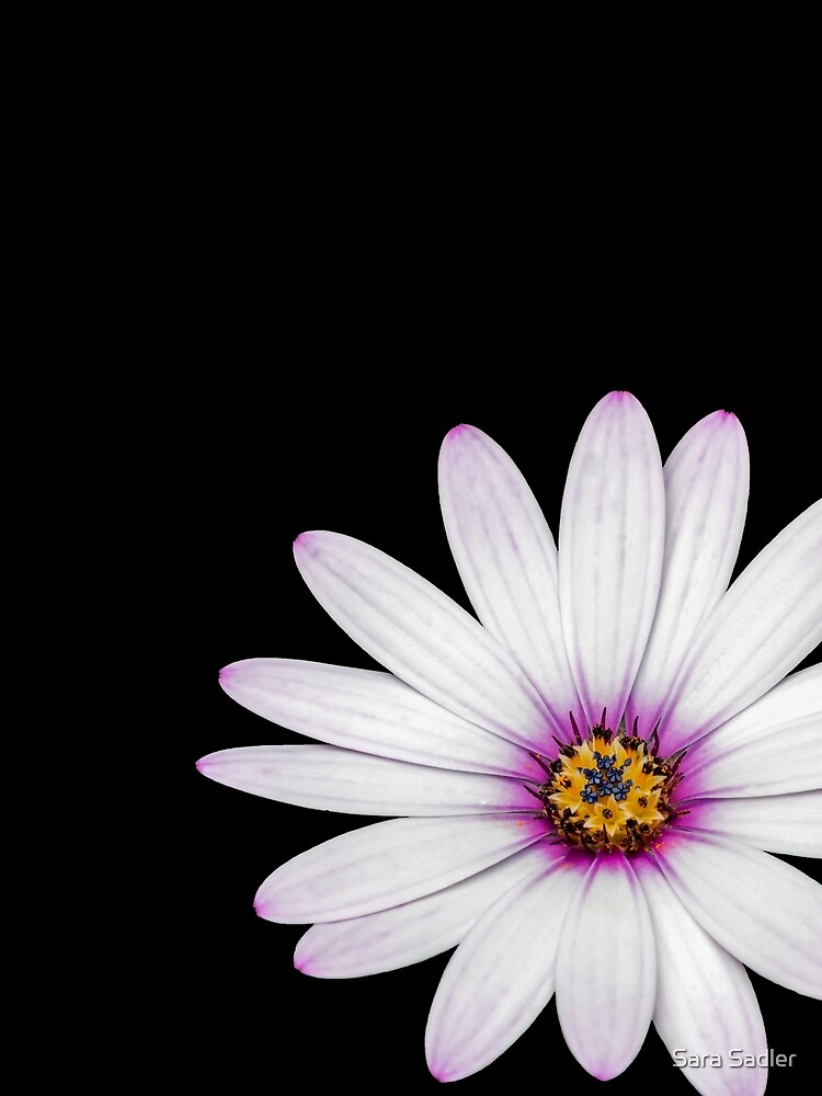 African Daisy by sadler2121