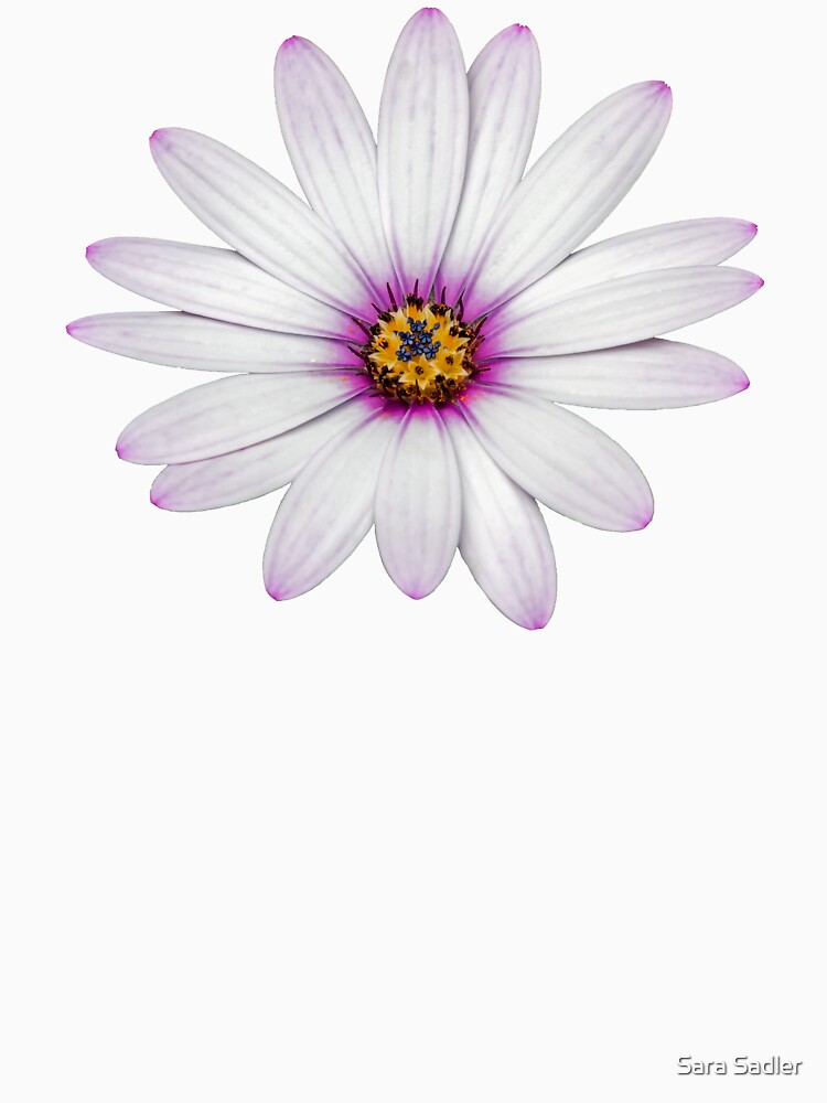 African Daisy by sadler2121