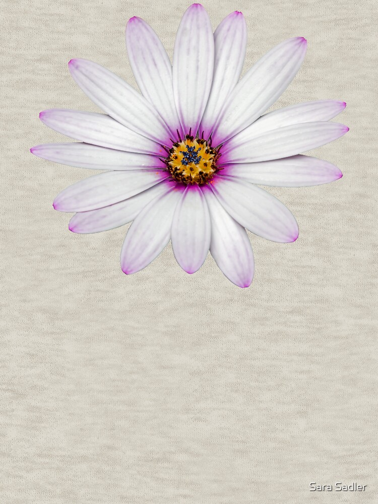 African Daisy by sadler2121