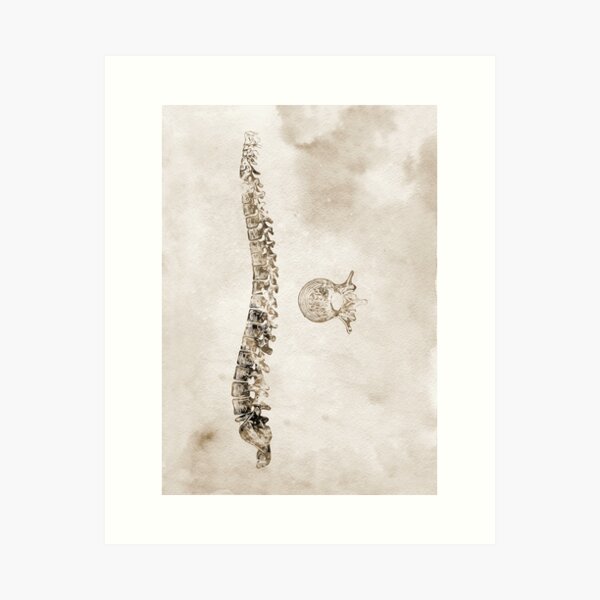 Item preview, Spine with vertebra designed and sold by Liededrom..