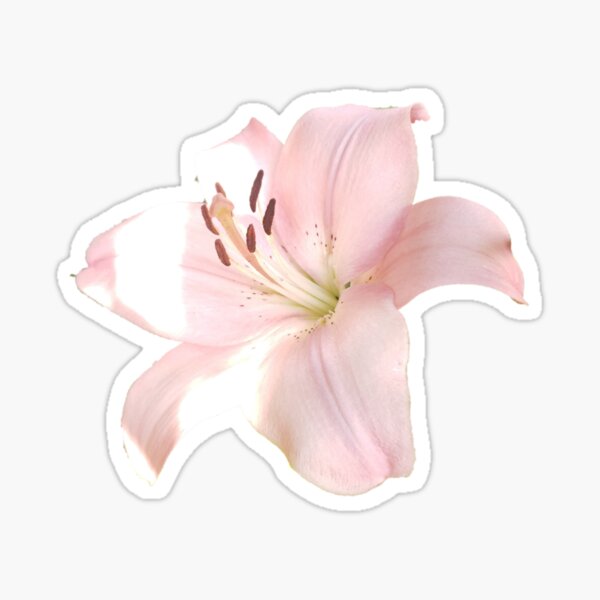 Item preview, Summer Shine Lily designed and sold by GrudleBay.