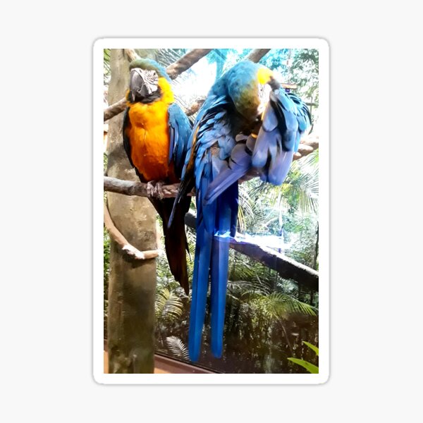 Item preview, Tropical Parrots designed and sold by Seiko's Nature + Architecture Photography:.