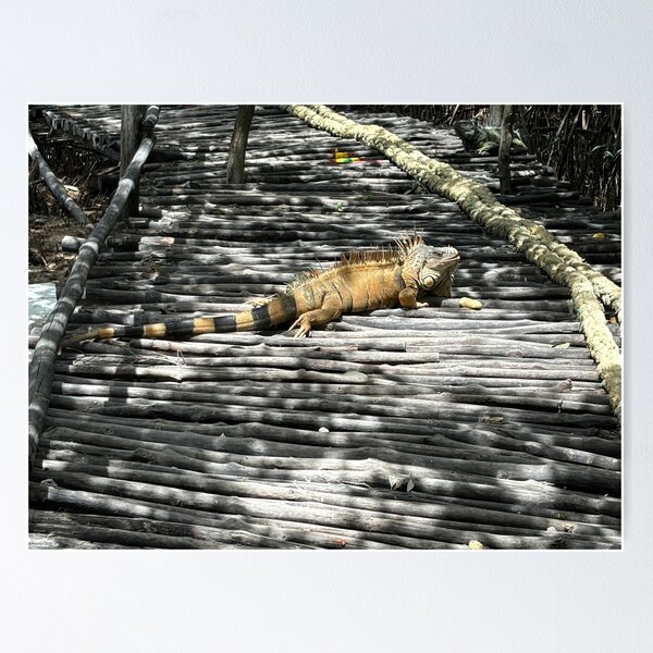 Item preview, Iguana from San Pedro, Belize  designed and sold by thebentknitter.