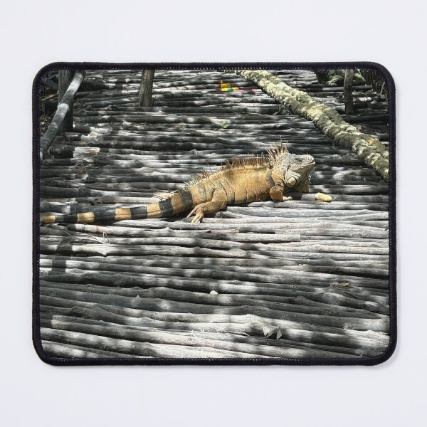 Item preview, Iguana from San Pedro, Belize designed and sold by thebentknitter.