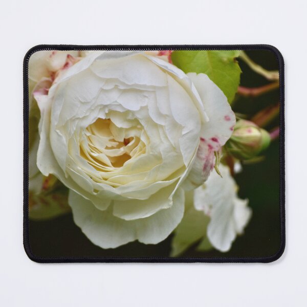 Item preview, English Rose designed and sold by CatherineMoore4.
