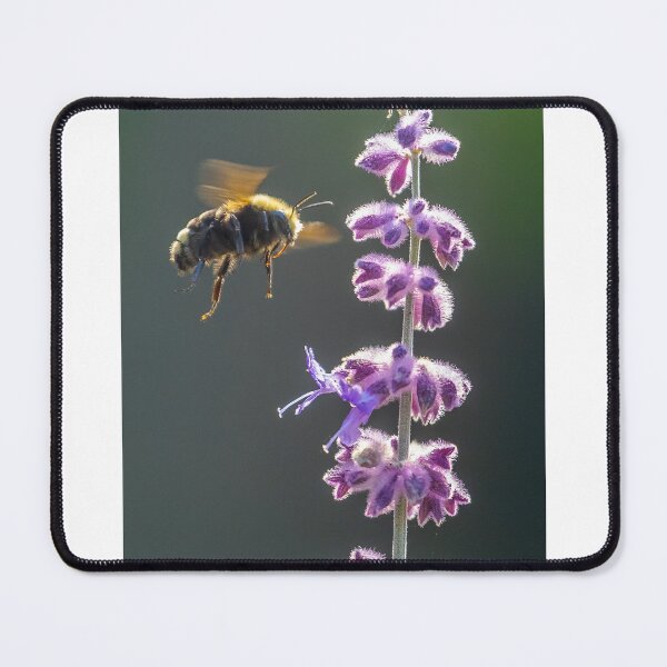 Item preview, Beehave designed and sold by Ernie Steven Dickey.