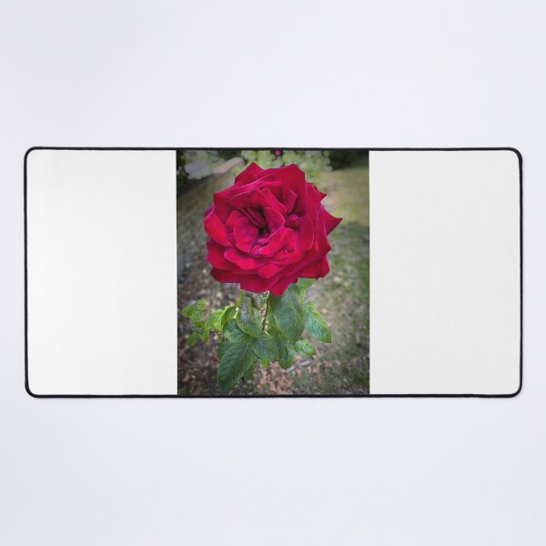 Item preview, Dymchurch Rose designed and sold by TonyCrehan.