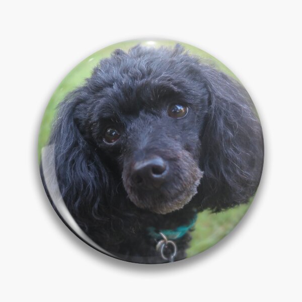 Item preview, Merveille the Toy Poodle 1 designed and sold by priesterjen.
