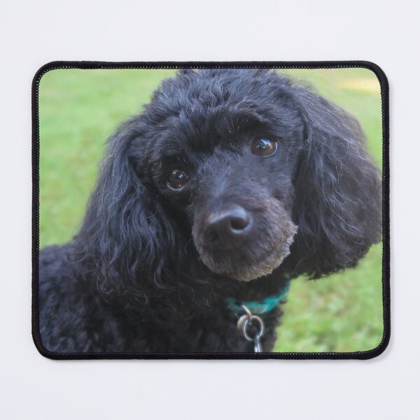Item preview, Merveille the Toy Poodle 1 designed and sold by priesterjen.