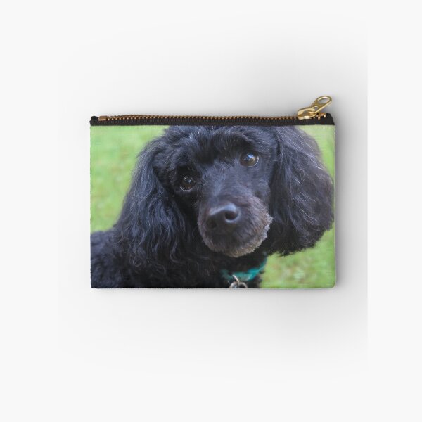Item preview, Merveille the Toy Poodle 1 designed and sold by priesterjen.