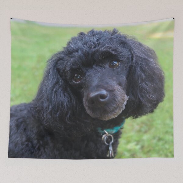 Item preview, Merveille the Toy Poodle 1 designed and sold by priesterjen.