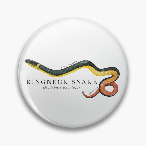 Item preview, Ringneck Snake  designed and sold by TheDrawingZoo.