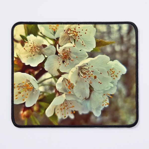Item preview, White Cherry Blossoms designed and sold by Robyn Eggs Art.