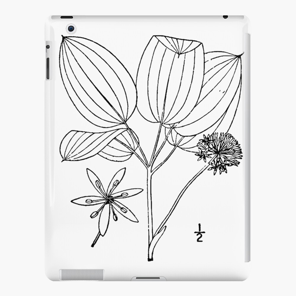 Botanical Scientific Illustration Black and White Smilax ecirrata iPad Case & Skin