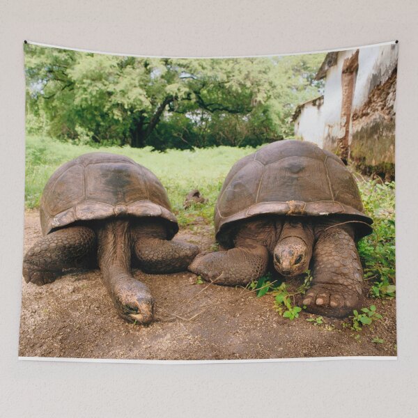 Item preview, Giant Tortoises, Zanzibar, Africa designed and sold by JonDelorme.