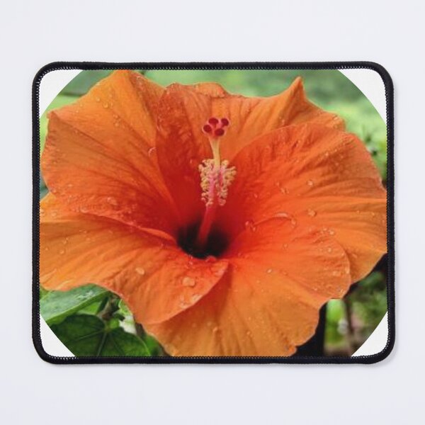 Item preview, Orange Hibiscus designed and sold by kifayat22.
