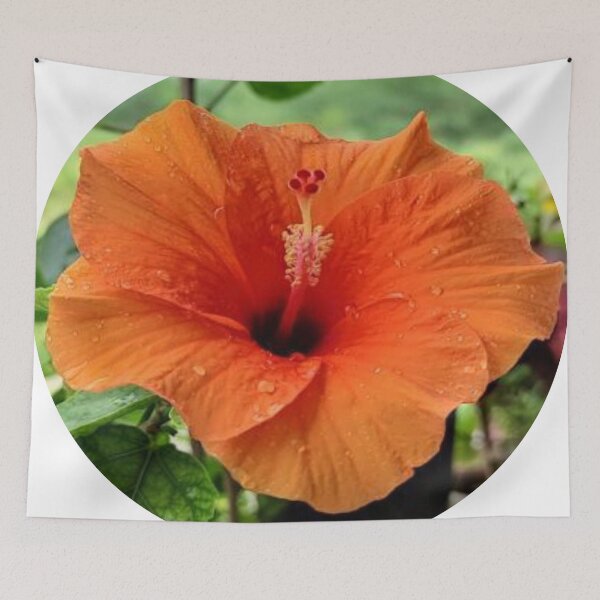 Item preview, Orange Hibiscus designed and sold by kifayat22.