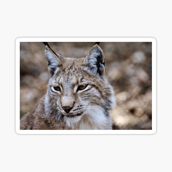 Eurasischer Luchs Geschenke Merchandise Redbubble