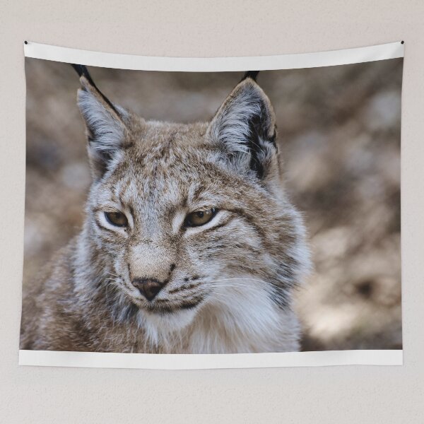 Item preview, lynx wild animal wildcat carnivores designed and sold by fariz yuhdi.