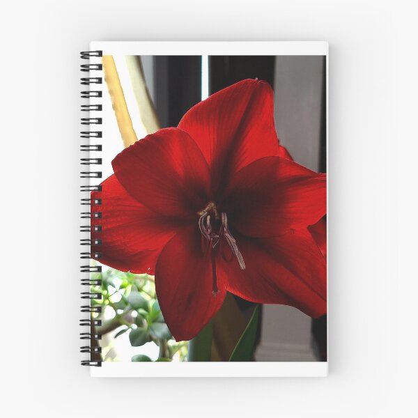 Artikelvorschau, Die Amaryllis verschönert das Weihnachtsfest. entworfen und verkauft von bobewing.