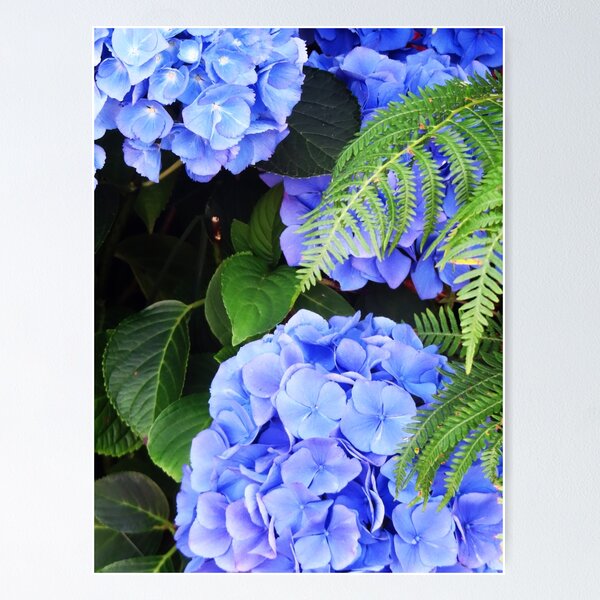 Item preview, Blue hydrangeas designed and sold by ART22.