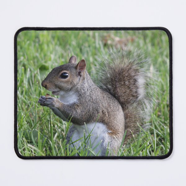 Item preview, Squirrel Snack designed and sold by Tiny Kentucky.