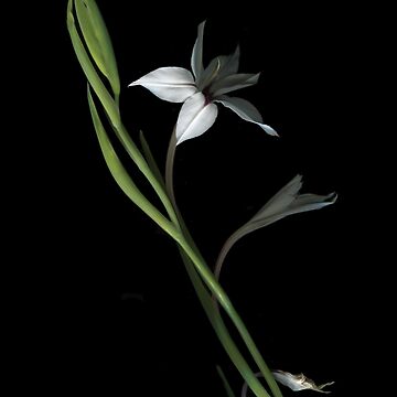 Artwork thumbnail, Asiatic Lily Dark Floral by LindasPhotoArt